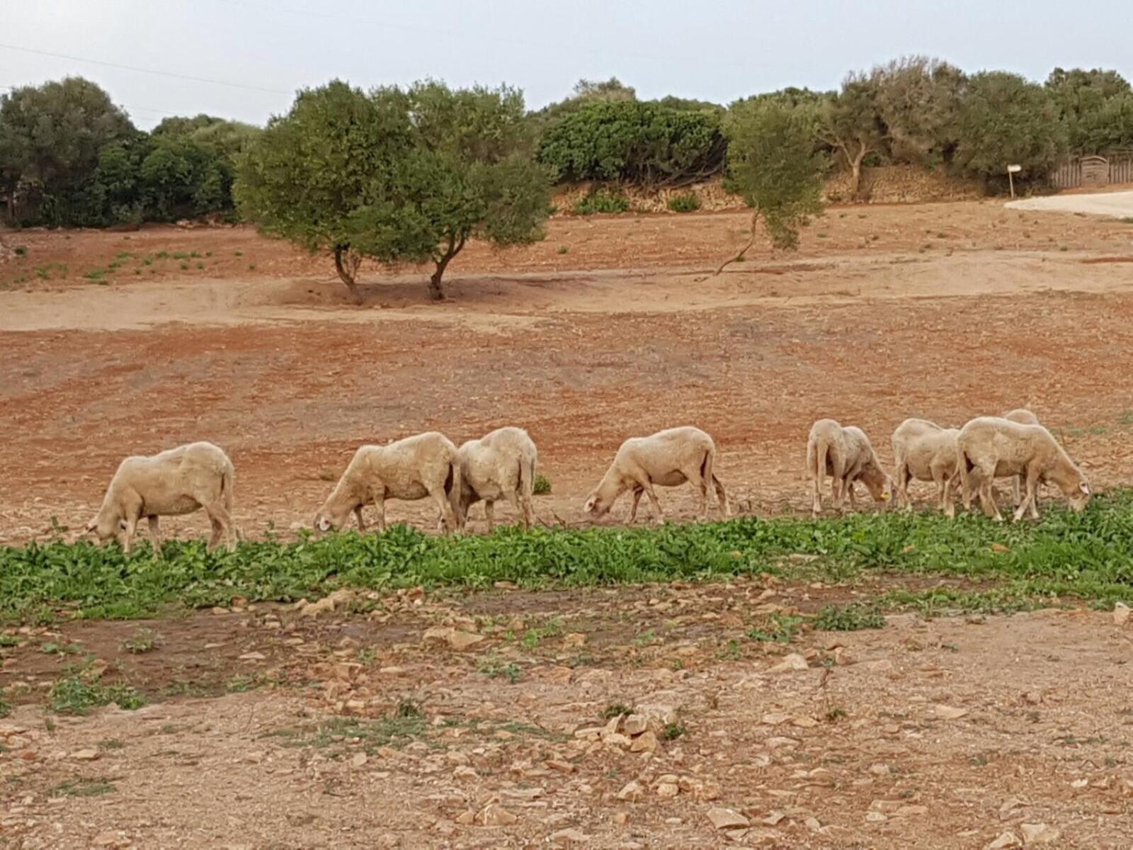 Agroturismo Santa Mariana อาไลยอร์ ภายนอก รูปภาพ